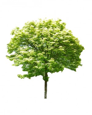 Klon jawor 'Leopoldii' DUŻE SADZONKI 250-300 cm, obwód pnia 12-14 cm (Acer pdeudoplatanus)